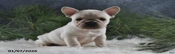 French Bulldog dogs for sale: Alonzo - Ad 2