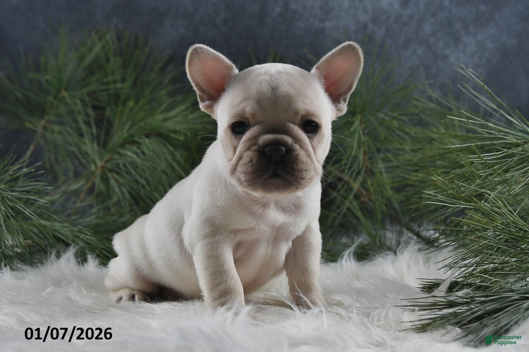 French Bulldog dogs for sale: Alonzo - Ad 2