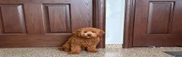 Cockapoo dogs for sale: Terry - Ad 6