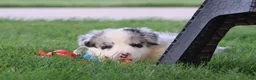 Border Collie dogs for sale: Cruz - Ad 3
