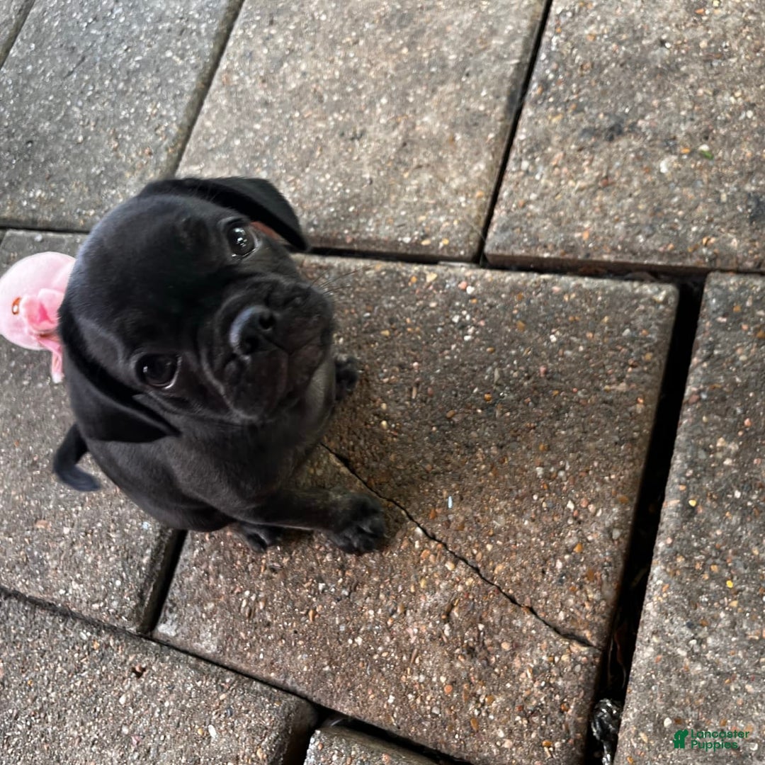 Gallery Image {{count}}