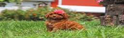 Miniature Poodle dogs for sale: Clover - Ad 3