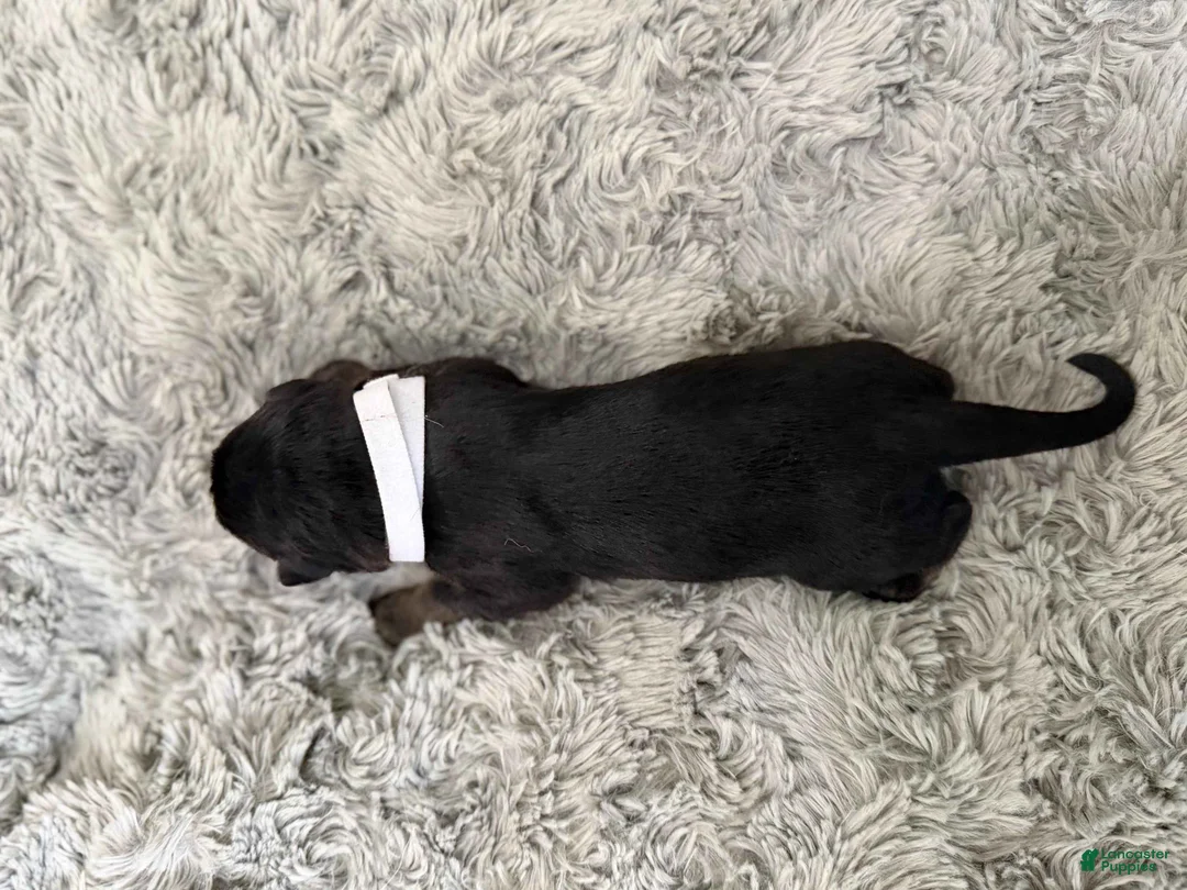 German Shepherd dogs for sale: Boy 2 - Ad 1