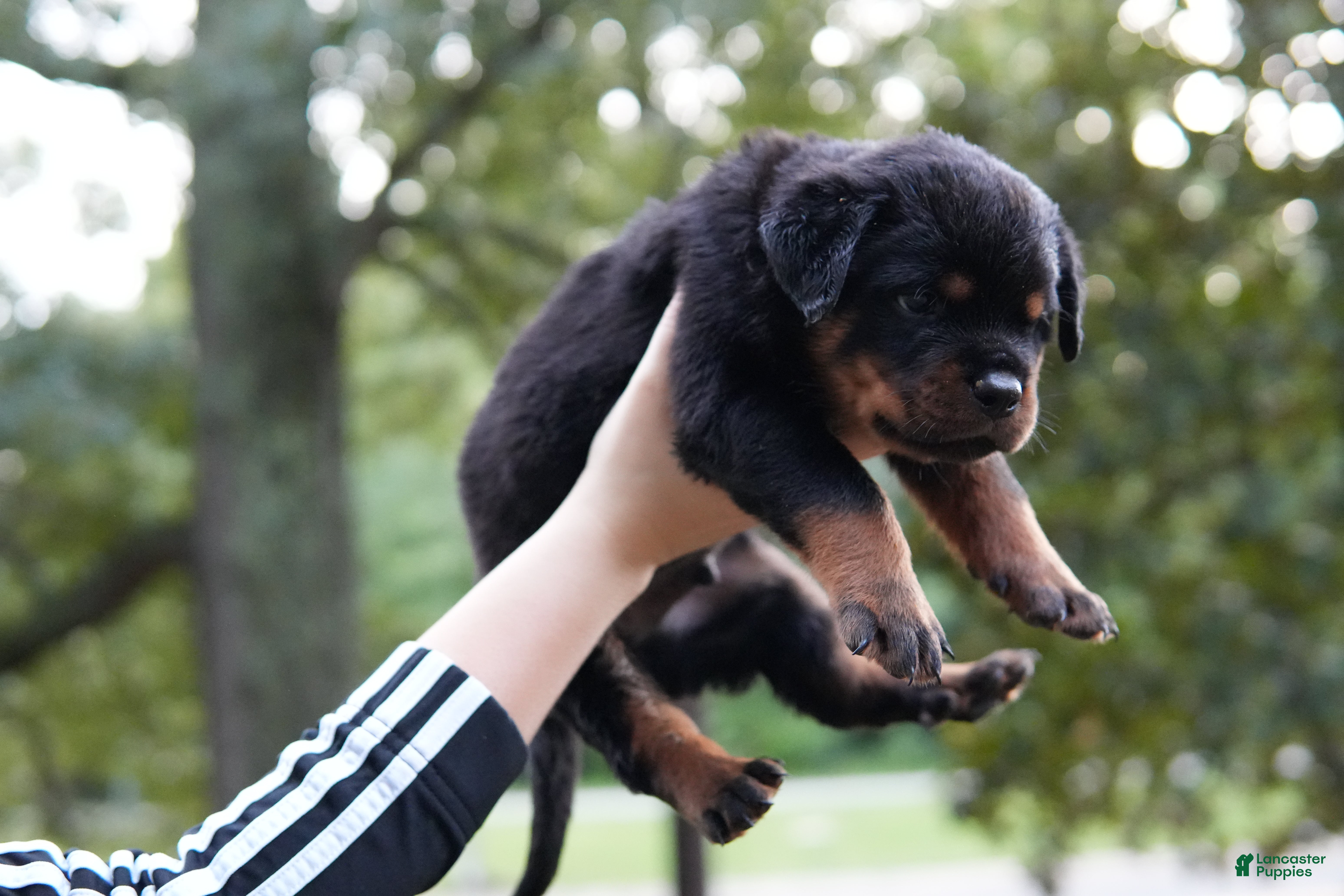 Rottweiler dogs Rottweiler 3 - Ad 2