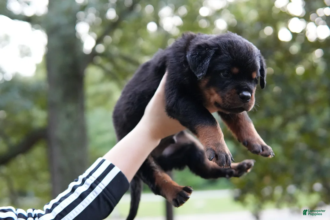Rottweiler dogs for sale: Rottweiler 3 - Ad 2