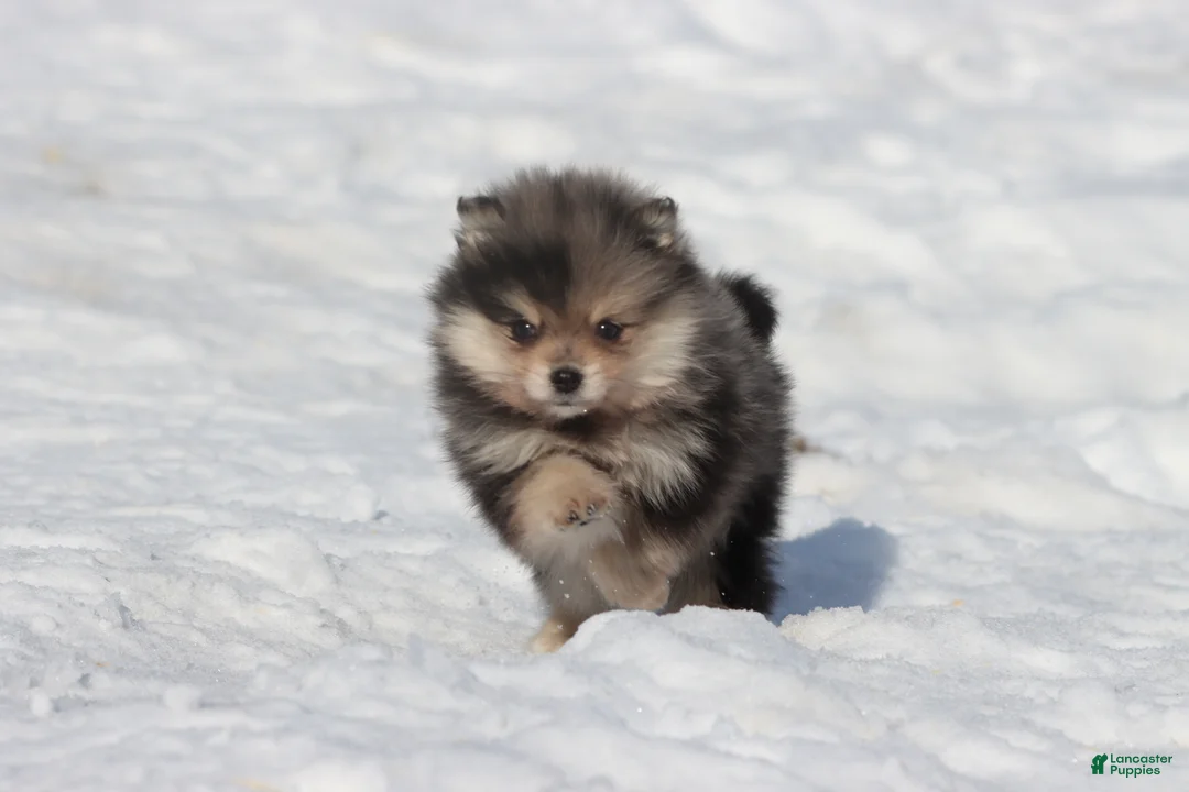 Pomeranian dogs for sale: Key Chain - Ad 1