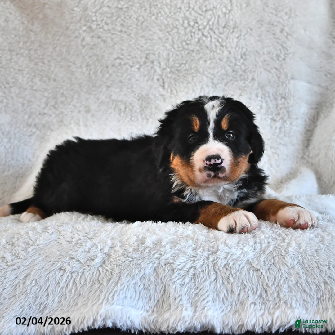 Bernese Mountain Dog dogs for sale: Bennett - Ad 4