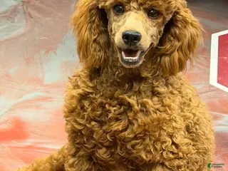 Miniature Poodle dogs Sunny - Ad 31