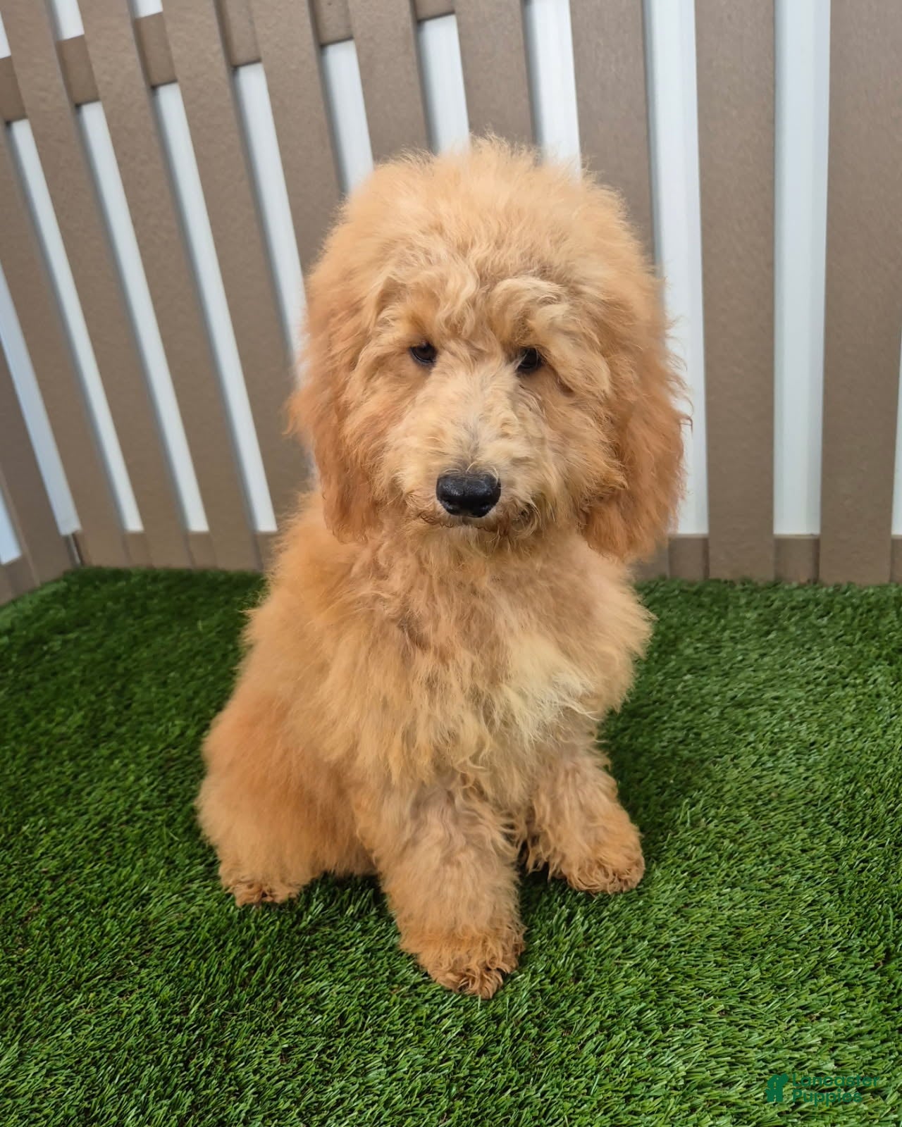 Miniature Poodle dogs for sale: Gunner Miniature Poodle  - Ad 1