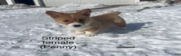 Welsh Corgi Pembroke dogs for sale: Welsh Corgi Pembroke Puppy 3 - Ad 4
