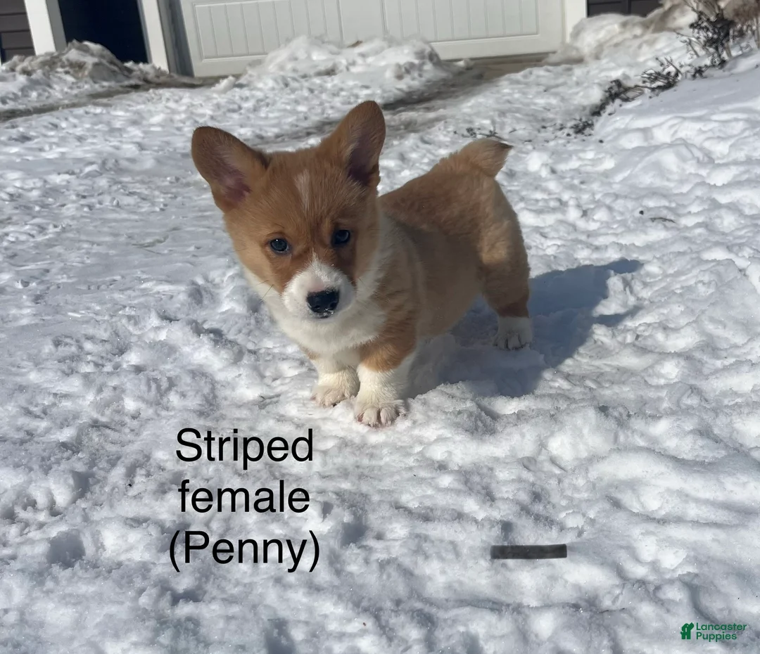 Welsh Corgi Pembroke dogs for sale: Welsh Corgi Pembroke Puppy 3 - Ad 4