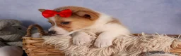 Welsh Corgi Pembroke dogs for sale: Conner  - Ad 8