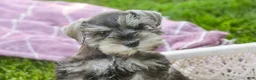 Miniature Schnauzer dogs for sale: Nancy Lynn - Ad 4