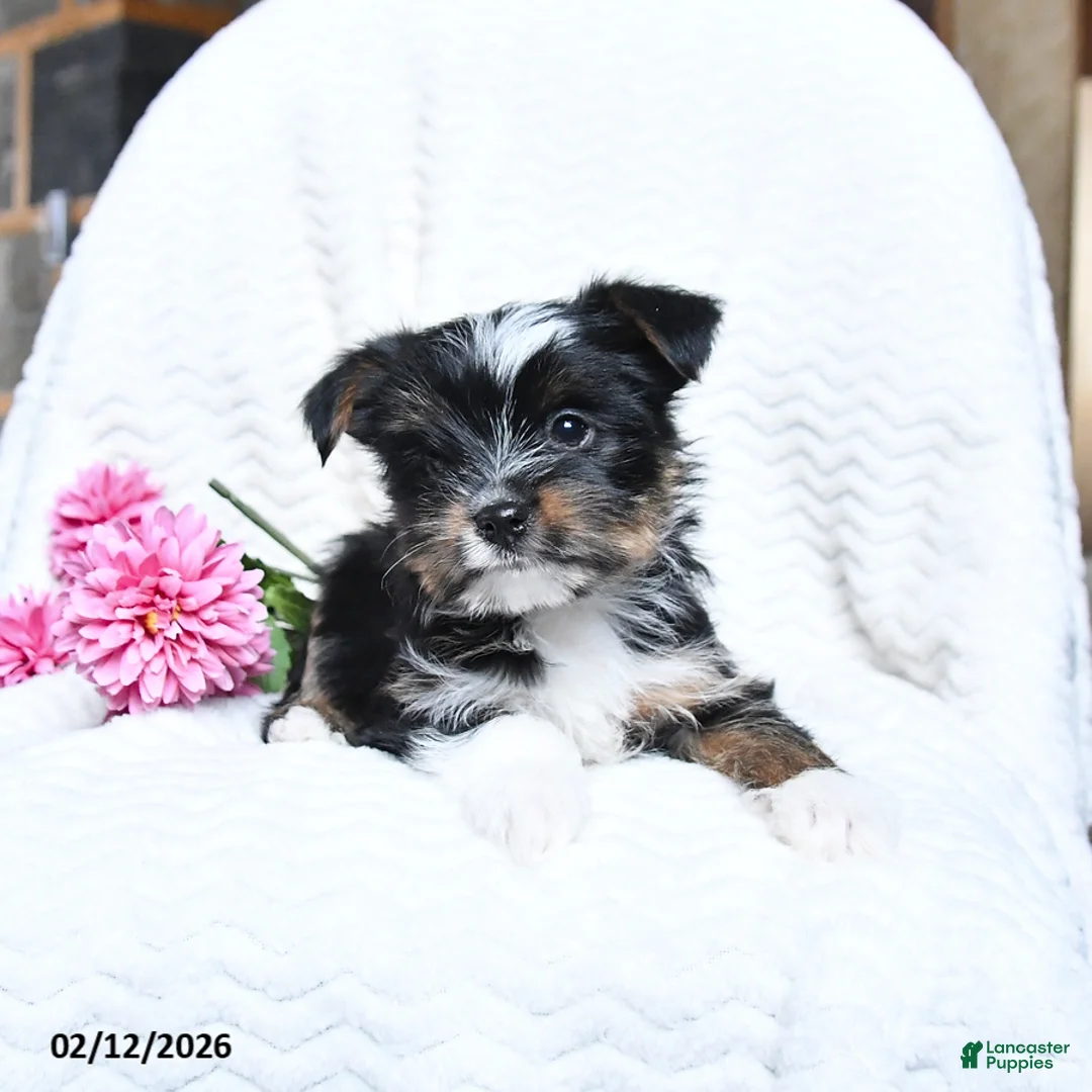 Yorkshire Terrier dogs for sale: Merlin - Ad 2