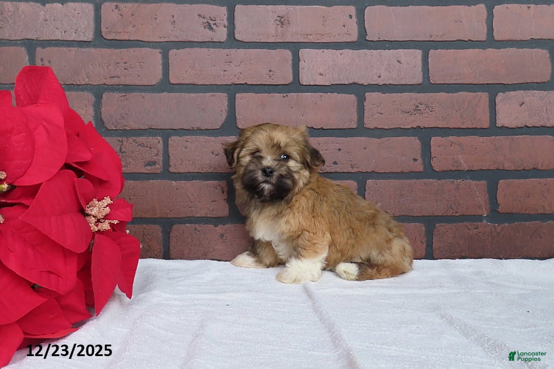 Havanese dogs for sale: Rambo - Ad 1