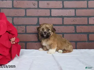 Havanese dogs Rambo - Ad 40