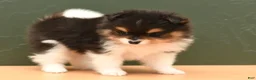 Pomeranian dogs for sale: Milo - Ad 3