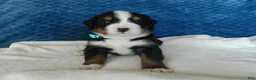 Bernese Mountain Dog dogs for sale: Boone - Ad 3