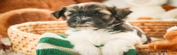 Havanese dogs for sale: Biscotti - Ad 1