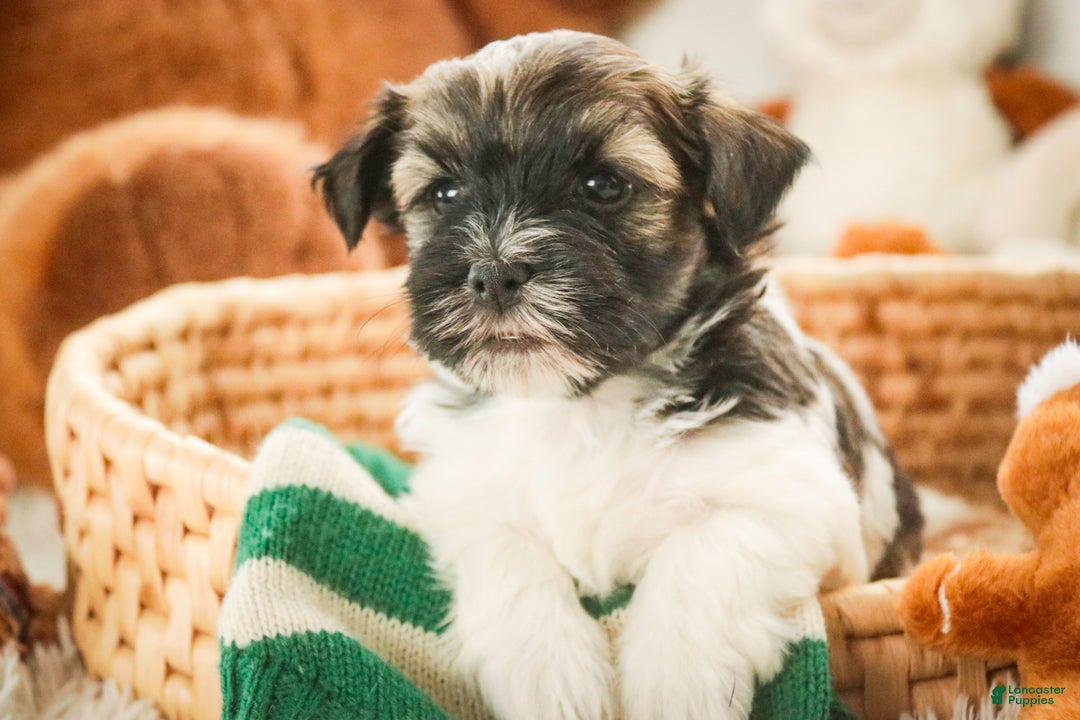 Havanese dogs for sale: Biscotti - Ad 1
