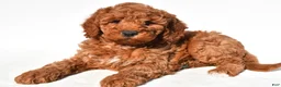 Mini Goldendoodle dogs for sale: Ashton - Ad 3
