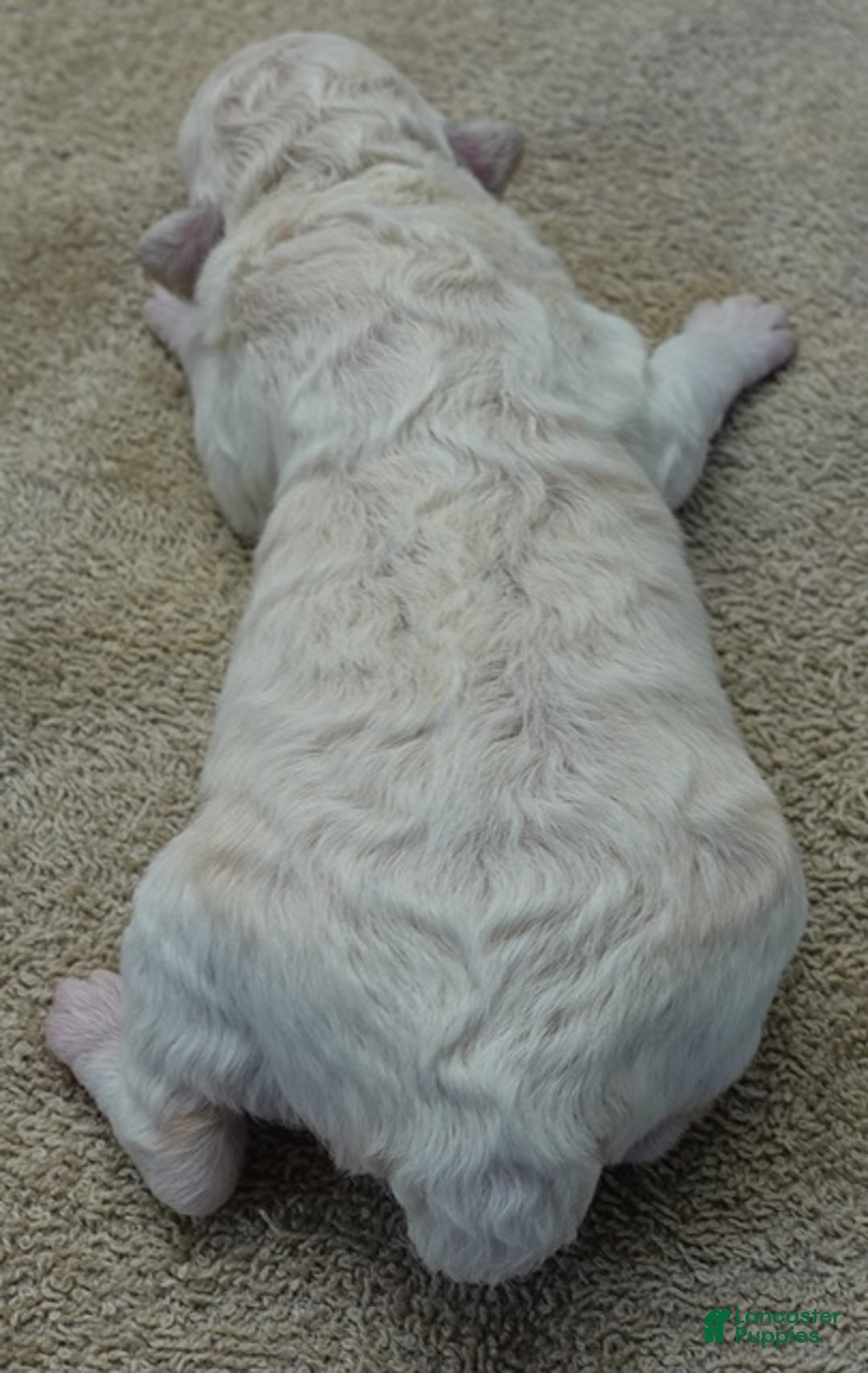 Toy Poodle dogs for sale: Zilla - Ad 11