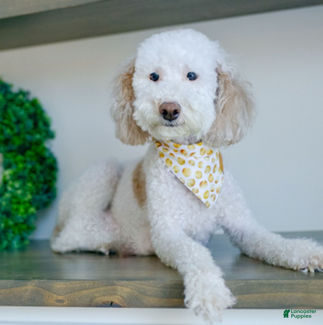 Bernedoodle dogs for sale: Mistletoe - Ad 6