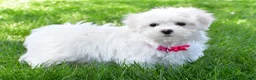 Maltese dogs for sale: Nikki - Ad 1