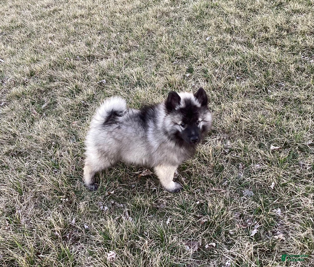 Keeshond dogs for sale: AKC Sage - Ad 1