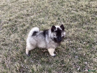 Keeshond dogs AKC Sage - Ad 11