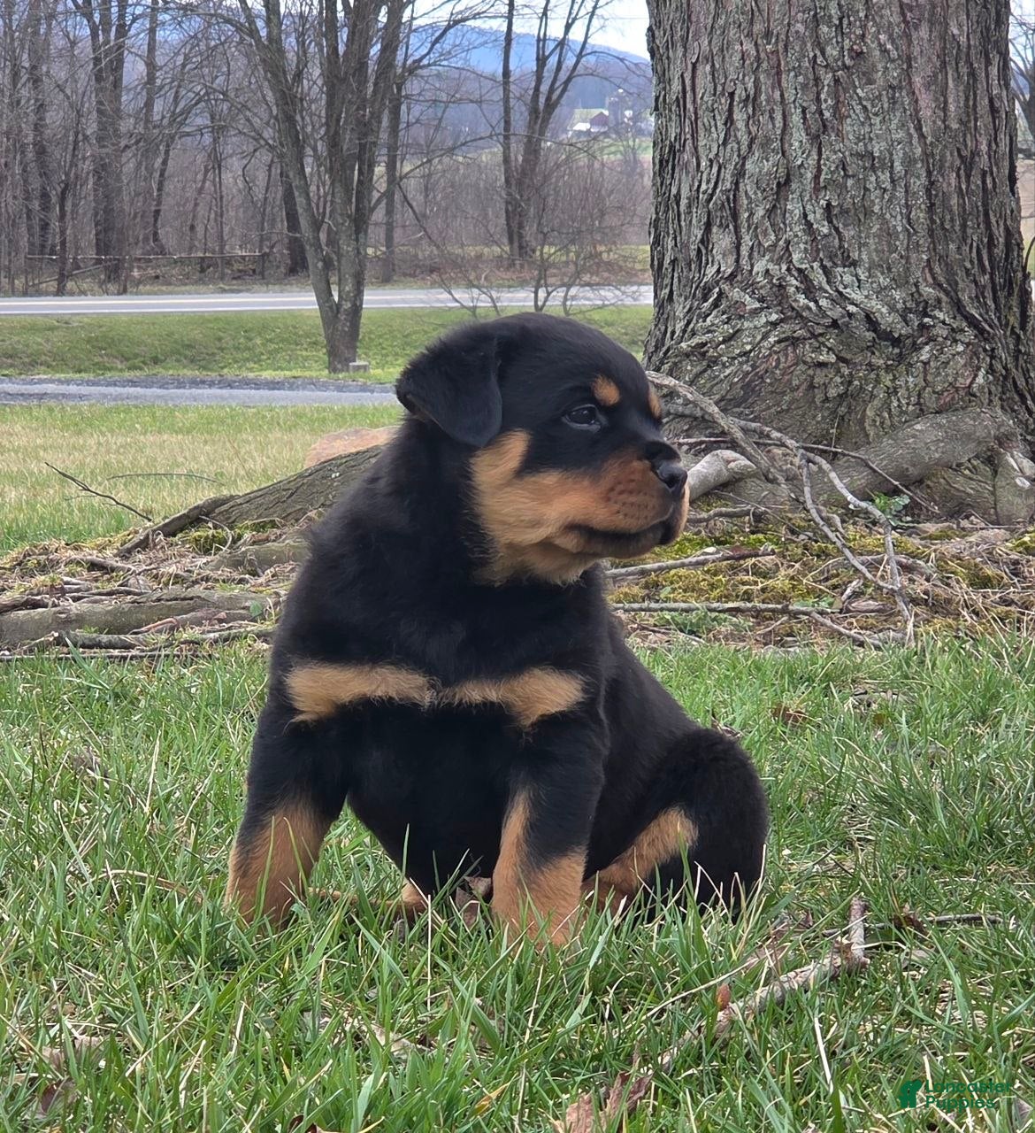 Rottweiler dogs Mr Bubba - Ad 2
