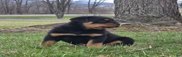 Rottweiler dogs for sale: Mr Bubba - Ad 2