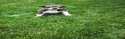 English Bulldog dogs for sale: Ada - Ad 12
