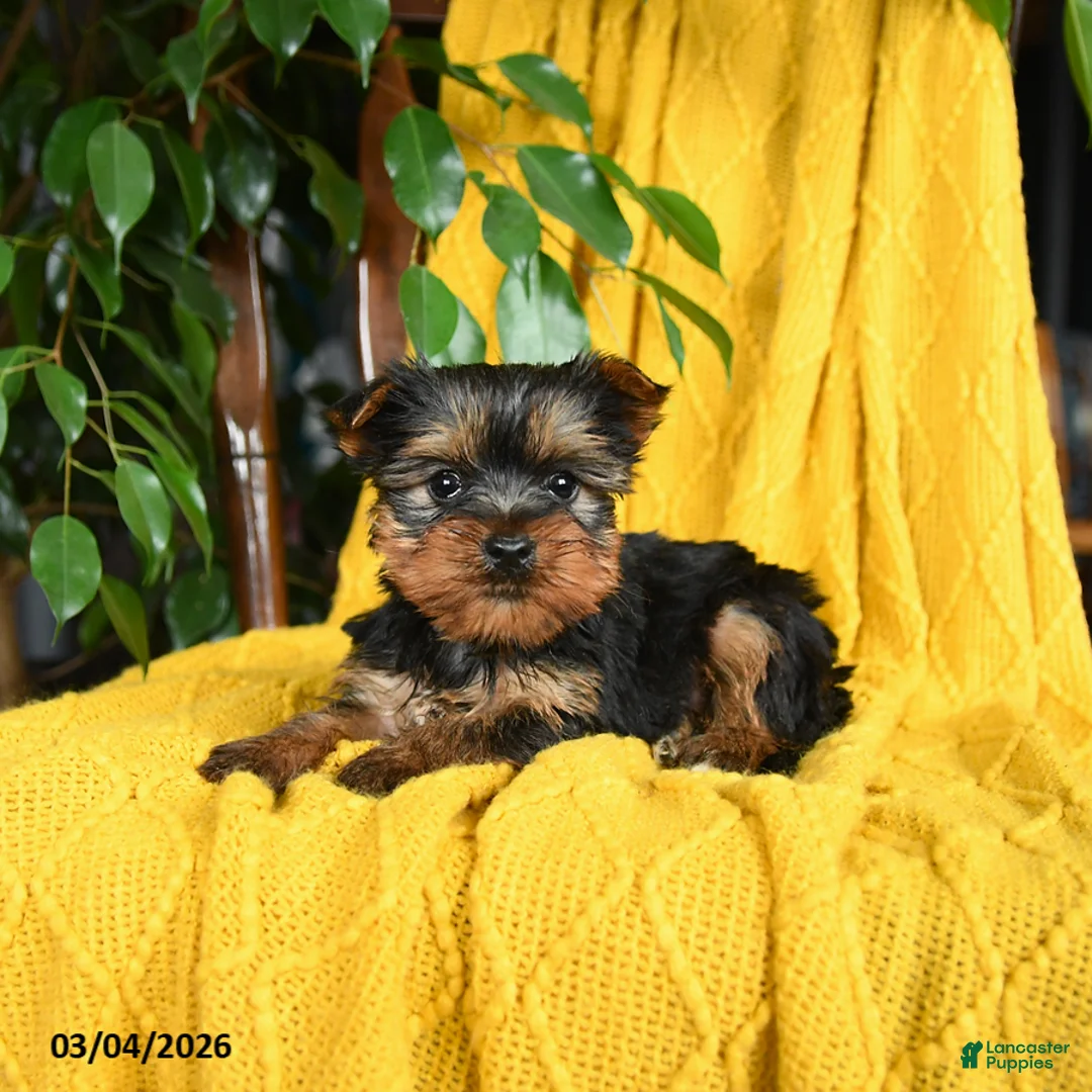 Yorkshire Terrier dogs for sale: Nicky - Ad 3