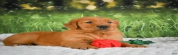 Golden Retriever dogs for sale: Sophie - Ad 9