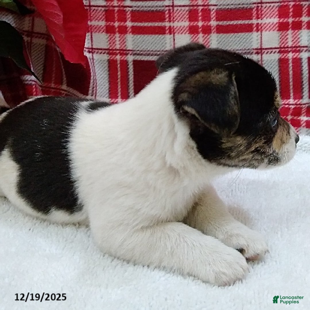 Mixed Breed dogs for sale: Tessa - Ad 2