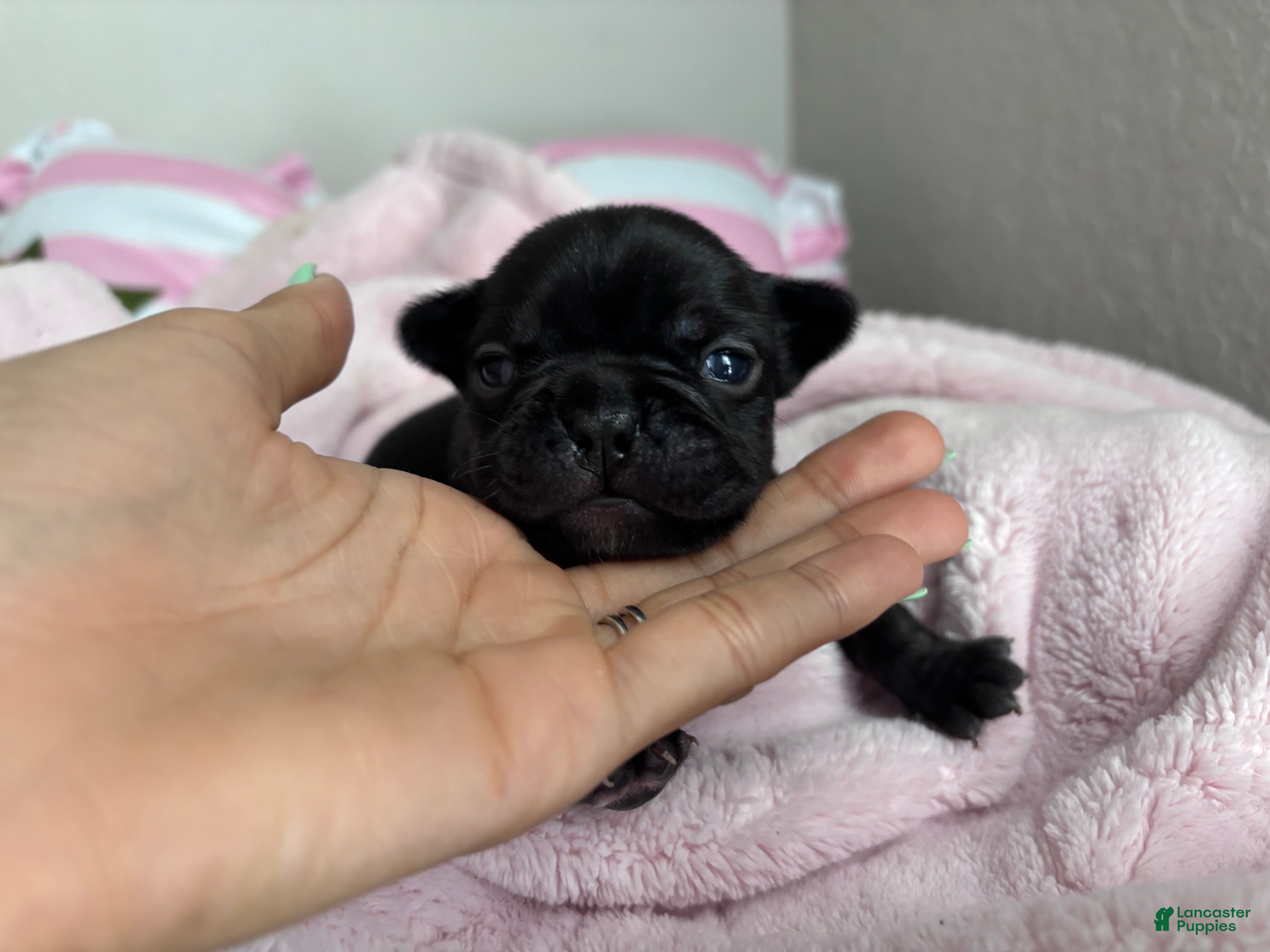 French Bulldog dogs French Bulldog 5 - Ad 38