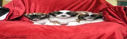 Shih Tzu dogs for sale: Mocha - Ad 3