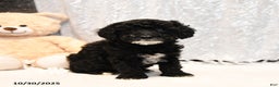 Miniature Poodle dogs for sale: Clover - Ad 2
