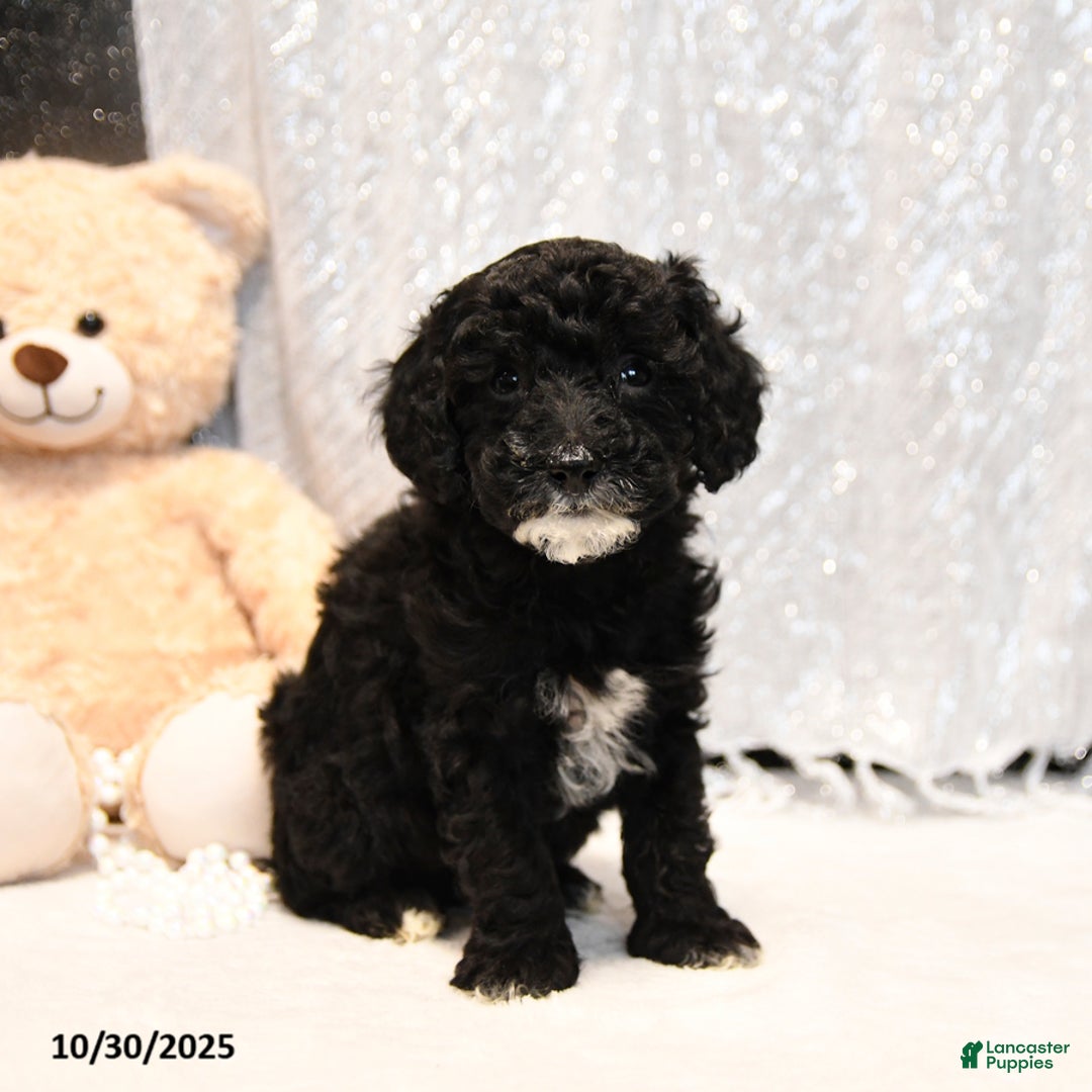 Miniature Poodle dogs for sale: Clover - Ad 2