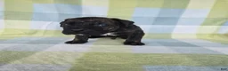 Cane Corso dogs for sale: ICCF Sarge - Ad 2