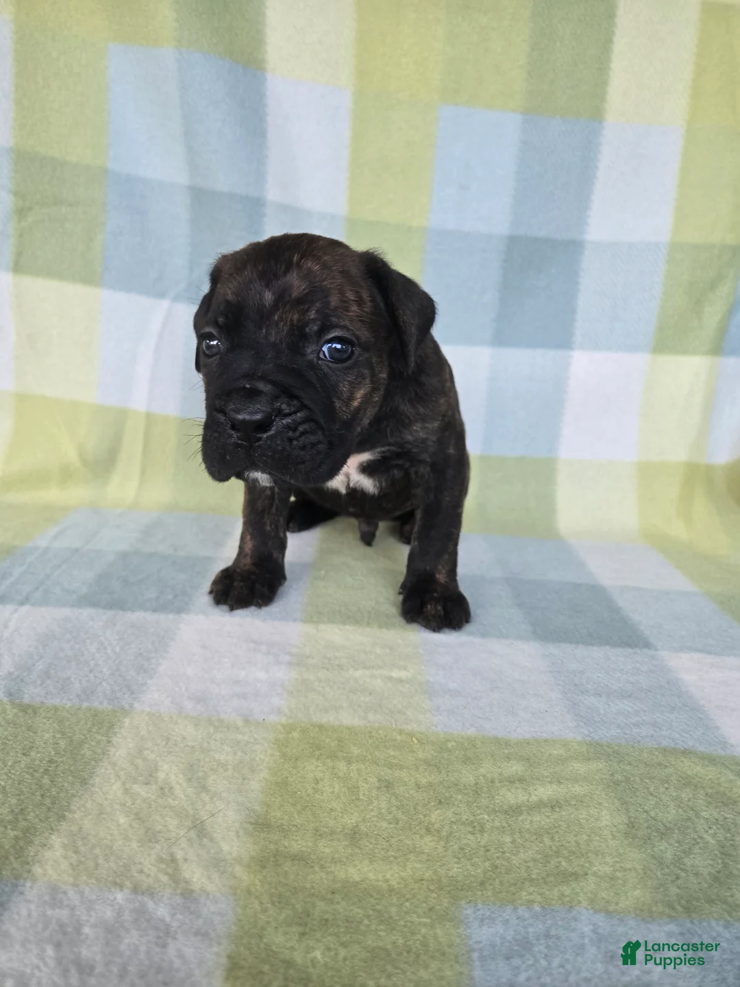 Cane Corso dogs for sale: ICCF Sarge - Ad 2