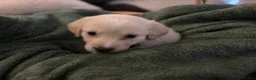 Mixed Breed dogs for sale: Light pink collar - Ad 3