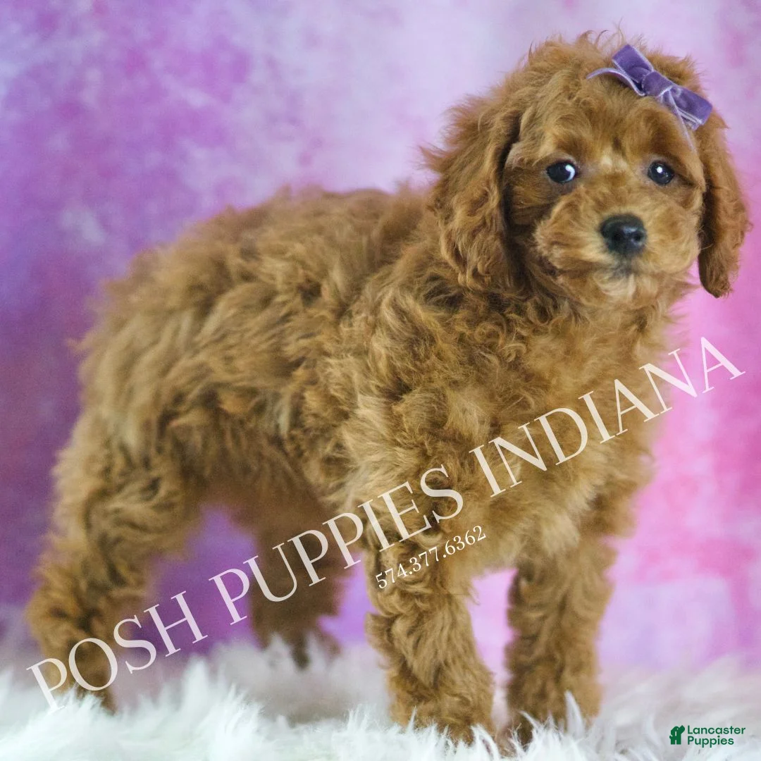 Miniature Poodle dogs for sale: Rosie - Ad 3