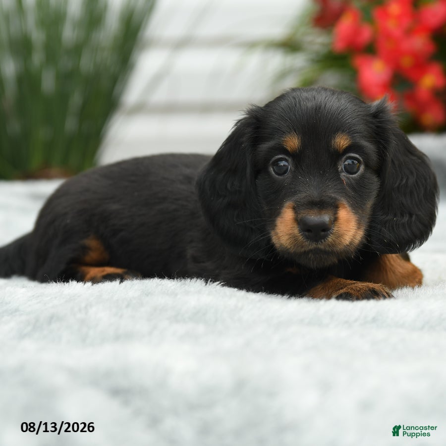 Dachshund dogs Rosy - Ad 2