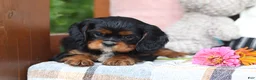 Cavalier King Charles Spaniel dogs for sale: Missy - Ad 4