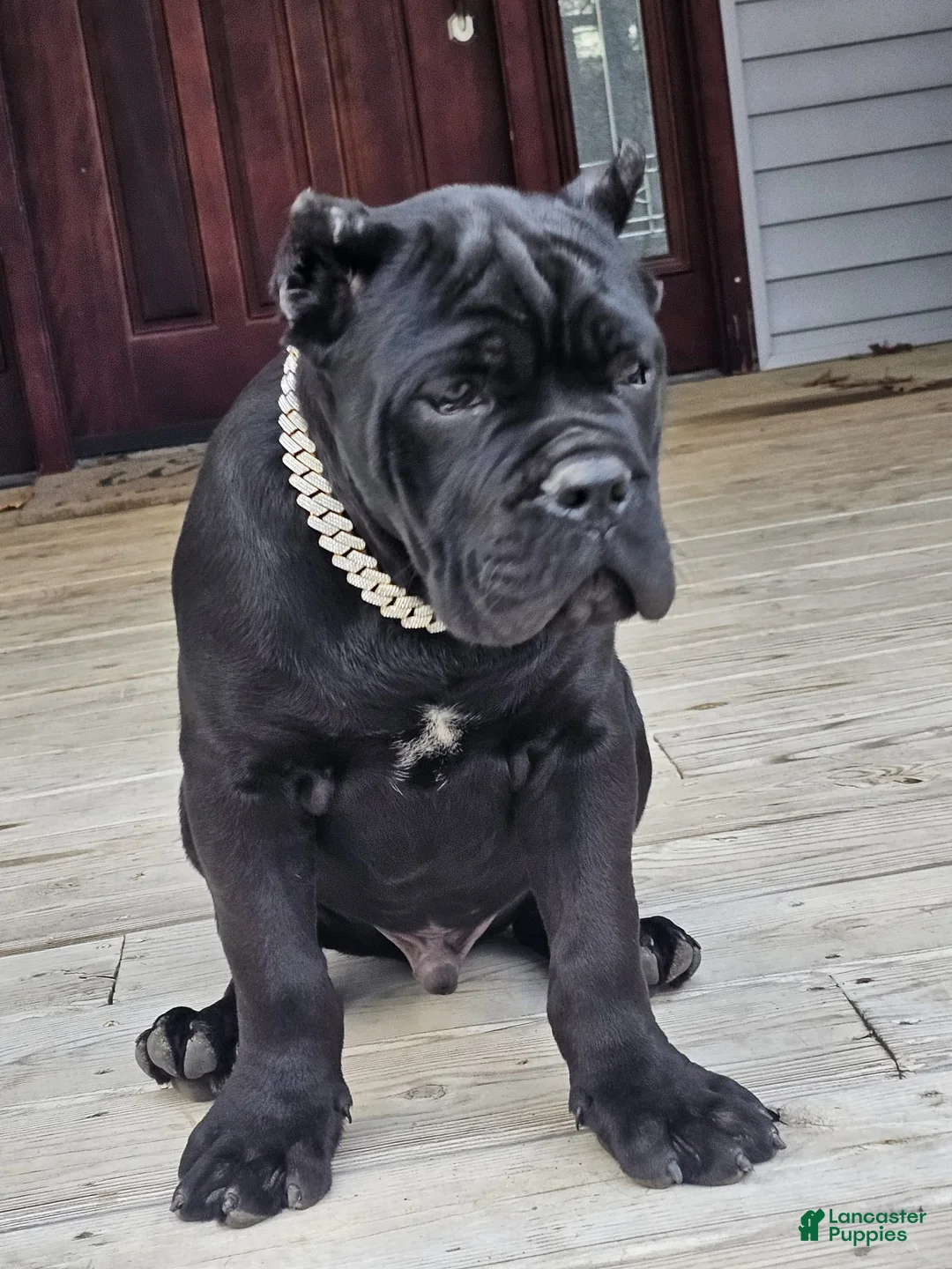 Cane Corso dogs for sale: ZEUS - Ad 22