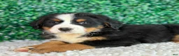 Bernese Mountain Dog dogs for sale:  Charlie  - Ad 3