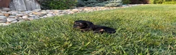 Miniature Dachshund dogs for sale: Kendra - Ad 8