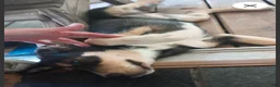 Mixed Breed dogs for sale: Cindy *SALE* - Ad 2